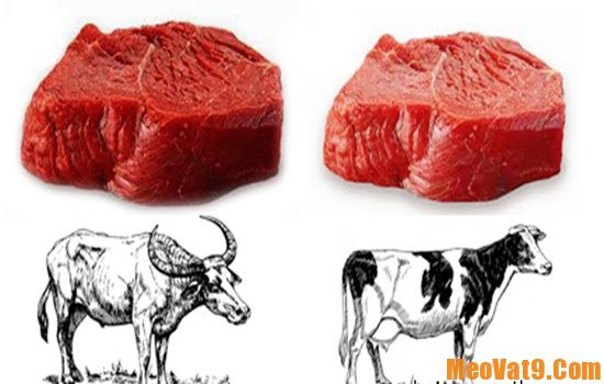 Mẹo nhận biết thịt trâu và thịt bò