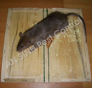 4 cách hay diệt chuột hiệu quả tại nhà